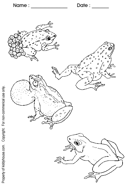 frogworksheet
